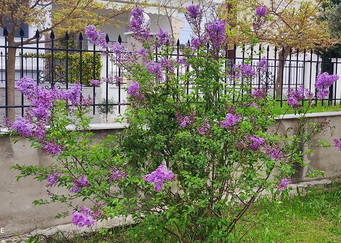 Chrysiis Lejlighed *